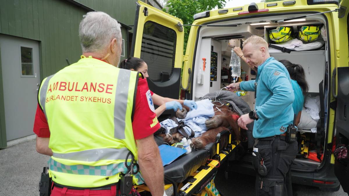 Orangutang på Sørlandet sykehus