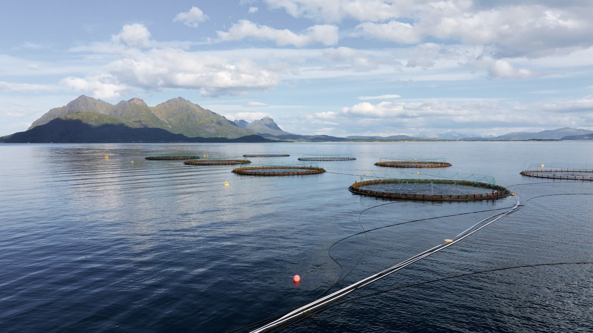 Milliarddryss til norske kommunar som driv med oppdrett