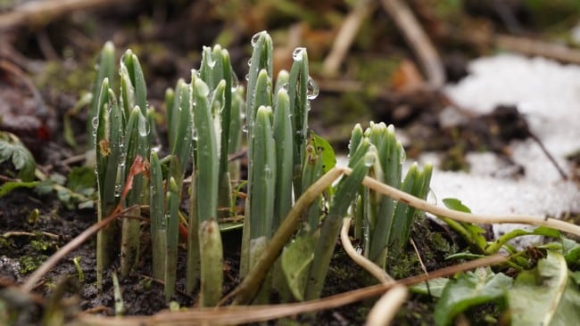 Bildet viser spirende løkplanter med friske, grønne blader og vanndråper på overflaten. Bakgrunnen består av jord og rester av snø, som indikerer tidlig vår. Noen tørre greiner og blader ligger spredt rundt plantene. Det er en trygg og naturlig omgivelse som understreker vekst.