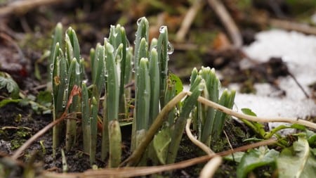 Bildet viser spirende løkplanter med friske, grønne blader og vanndråper på overflaten. Bakgrunnen består av jord og rester av snø, som indikerer tidlig vår. Noen tørre greiner og blader ligger spredt rundt plantene. Det er en trygg og naturlig omgivelse som understreker vekst.
