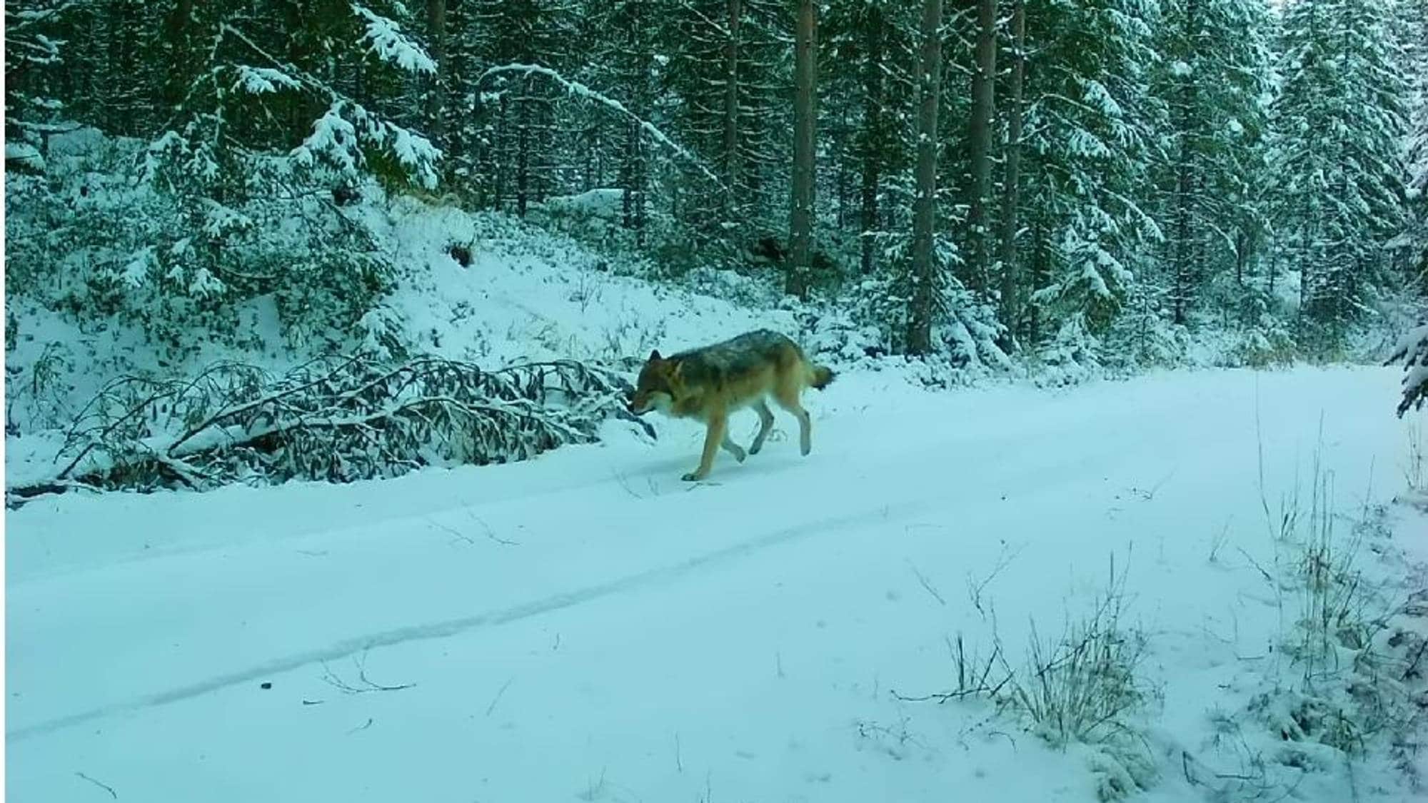 Ulv fanget på viltkamera