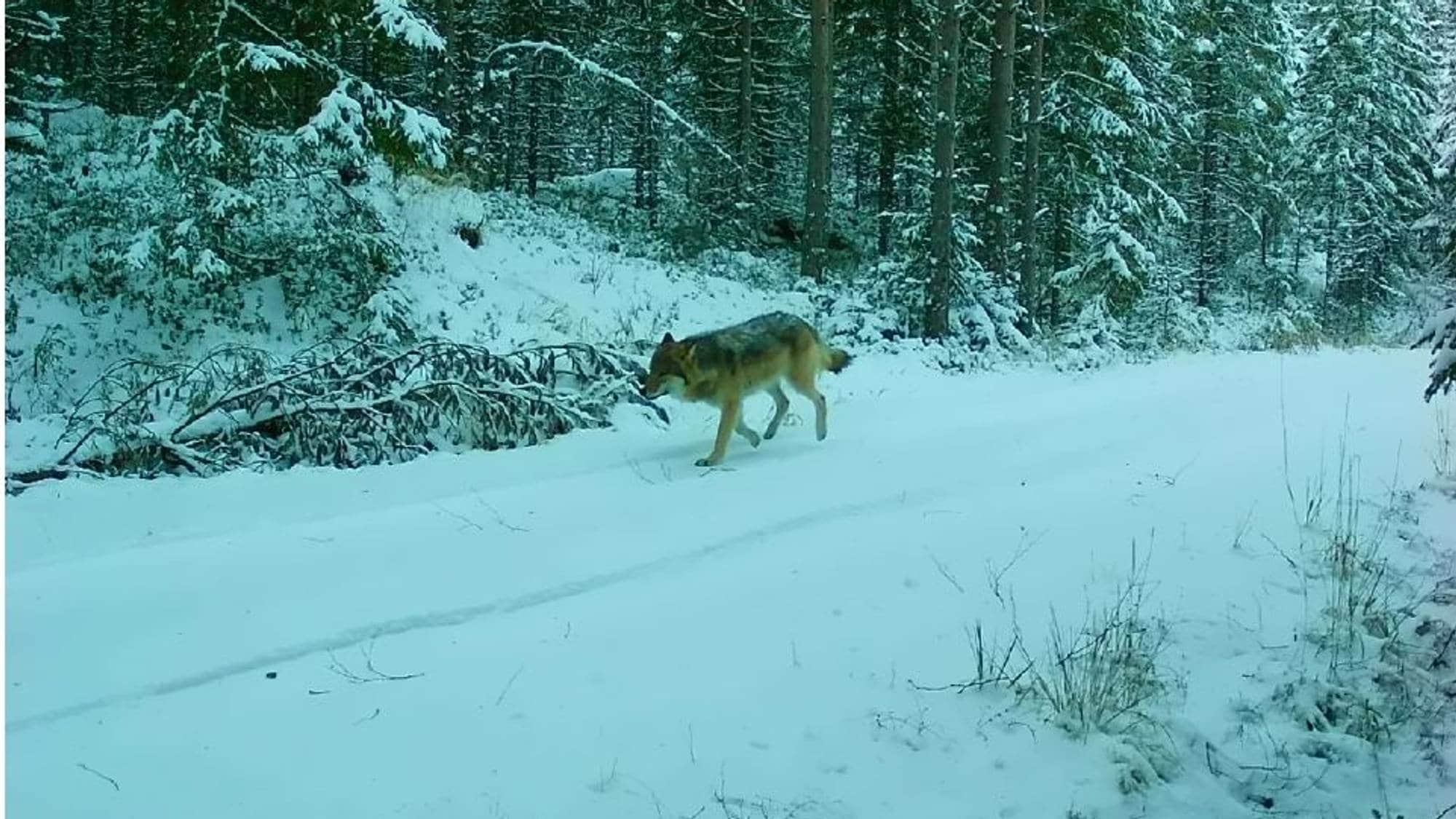 Ulv fanget på viltkamera