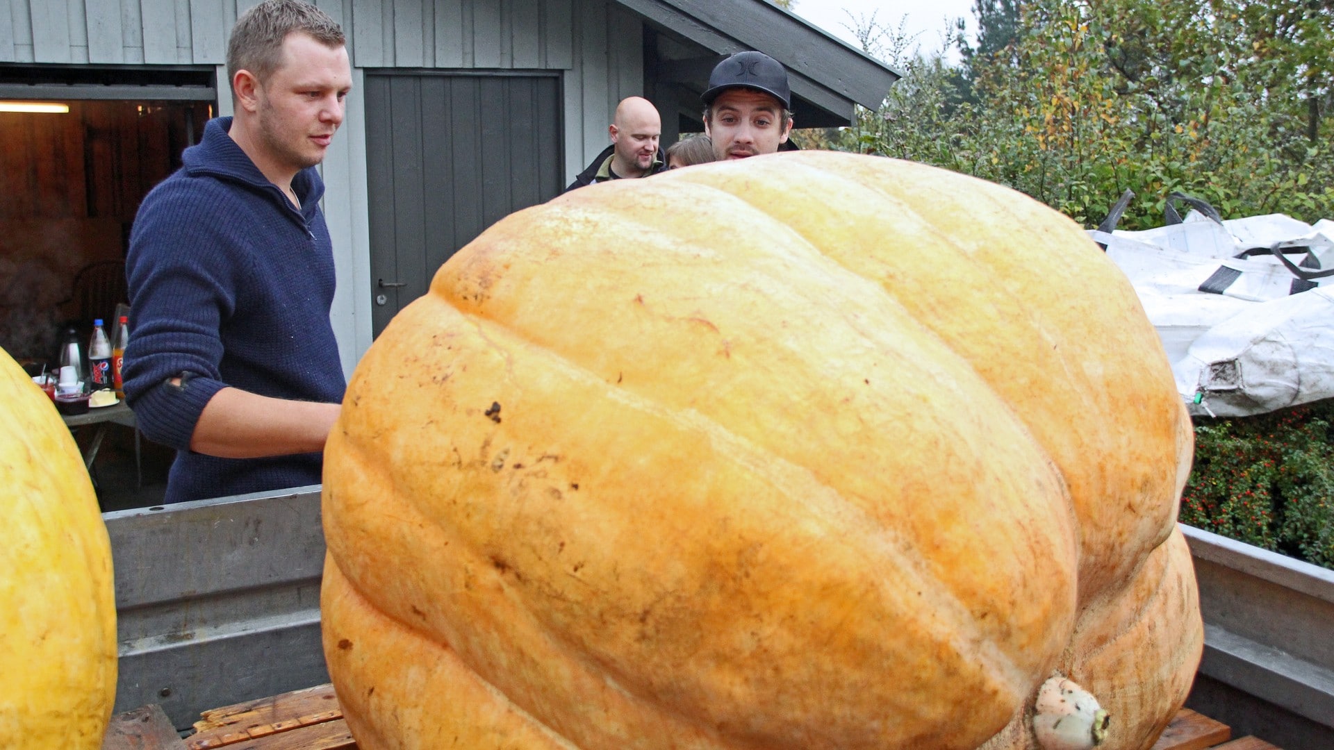 This is the biggest pumpkin in Norway – NRK Sørlandet – Local news, TV and radio