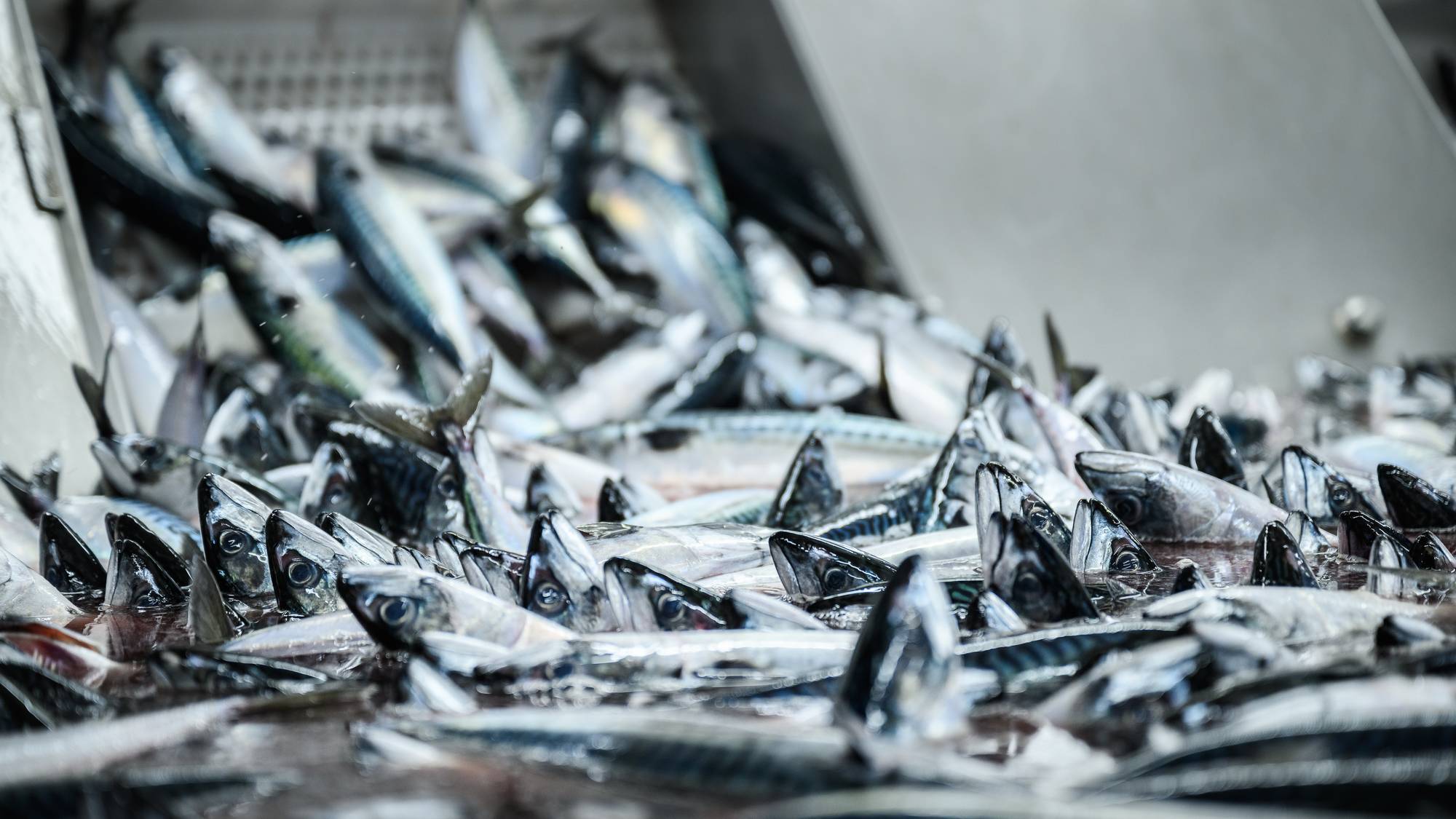 Store mengder makrell flyter i et digert kar med vann før den plukkes opp av samlebåndet og føres inn i produksjonshallen til fiskemottaket Pelagia Egersund Seafood.