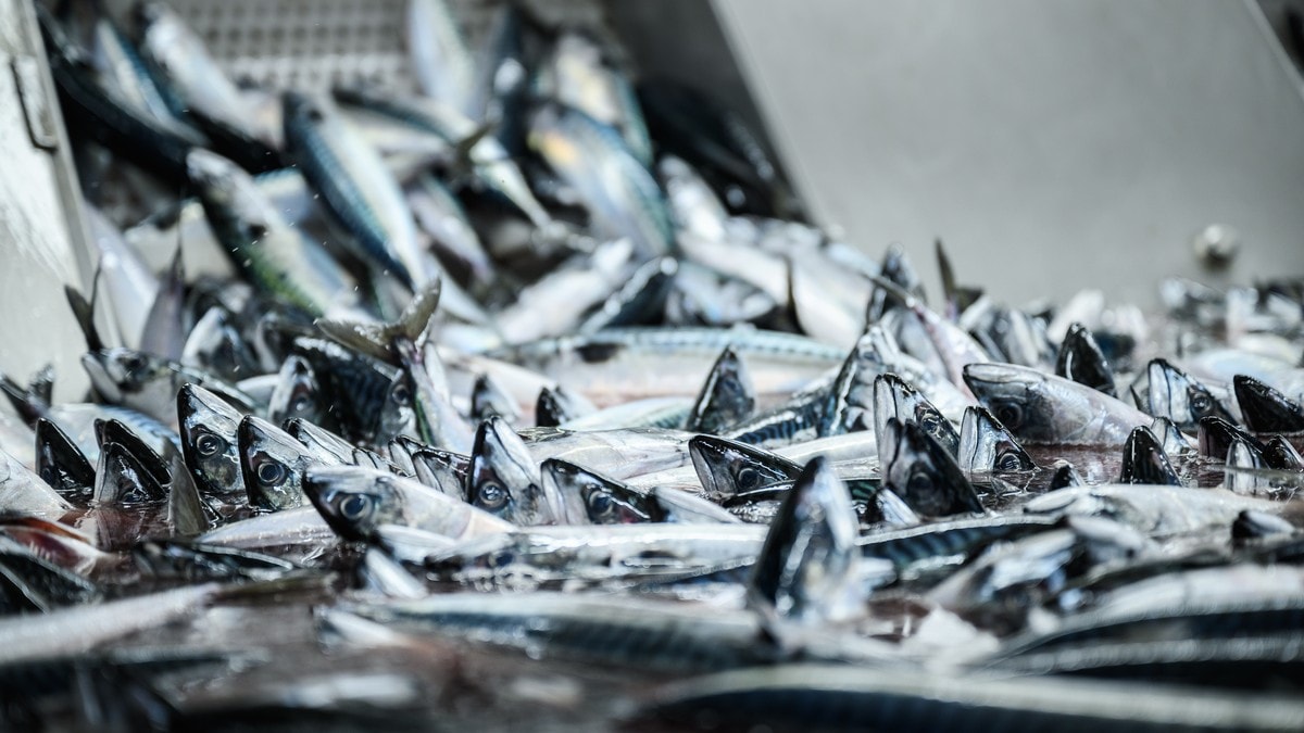 Norsk makrell kan bli utkonkurrert i Japan: – Veldig, veldig alvorleg