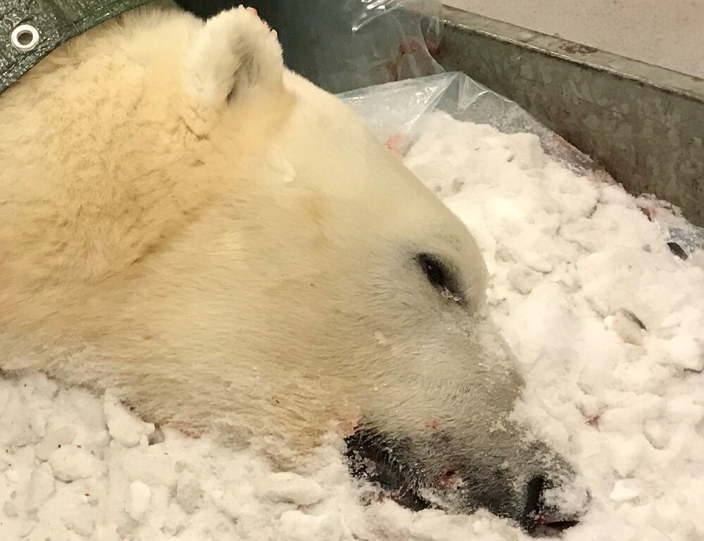 Isbjørn avlivet i Longyearbyen. – En problembjørn