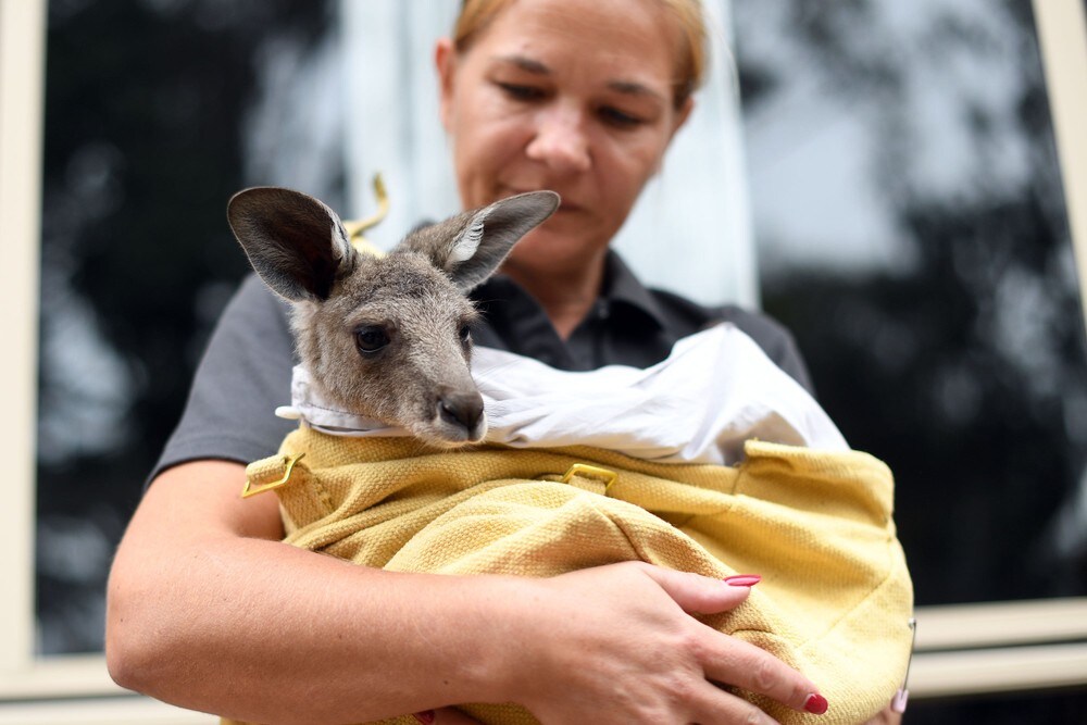 Australia: Britisk «strikkehær» hjelper brannskadde dyr
