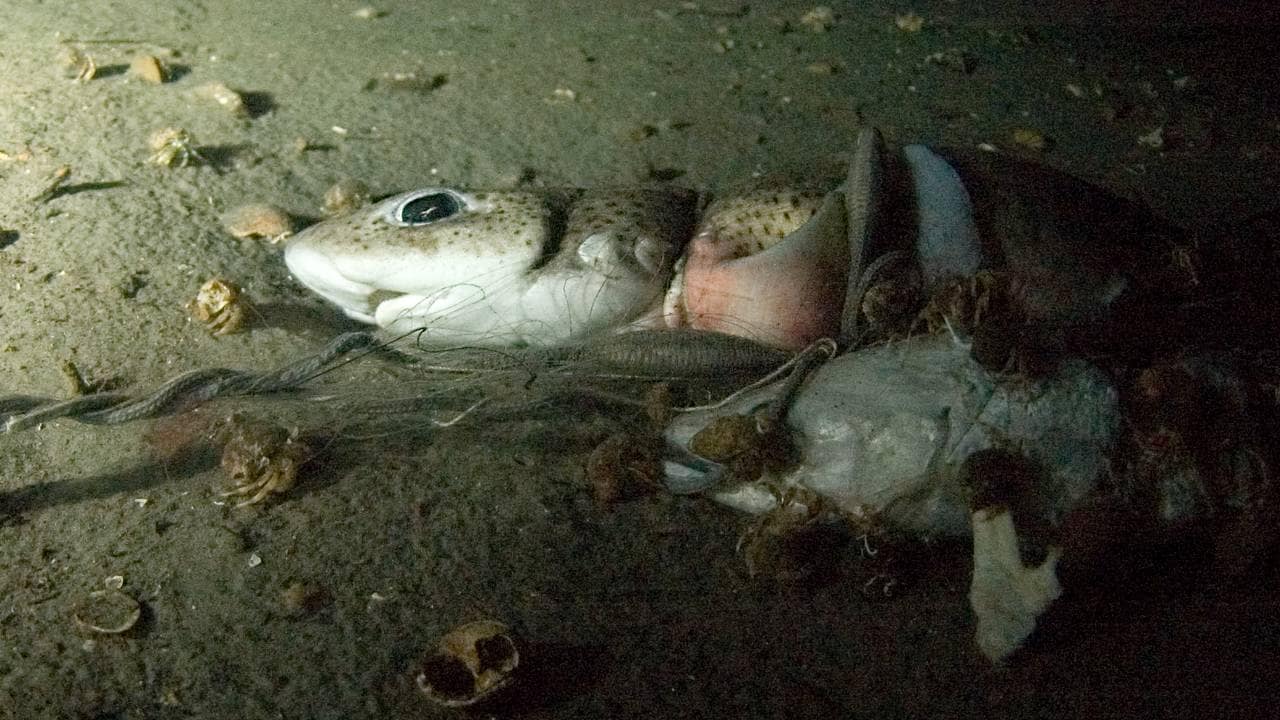 En hai er fanget i et nett på bunnen av Oslofjorden