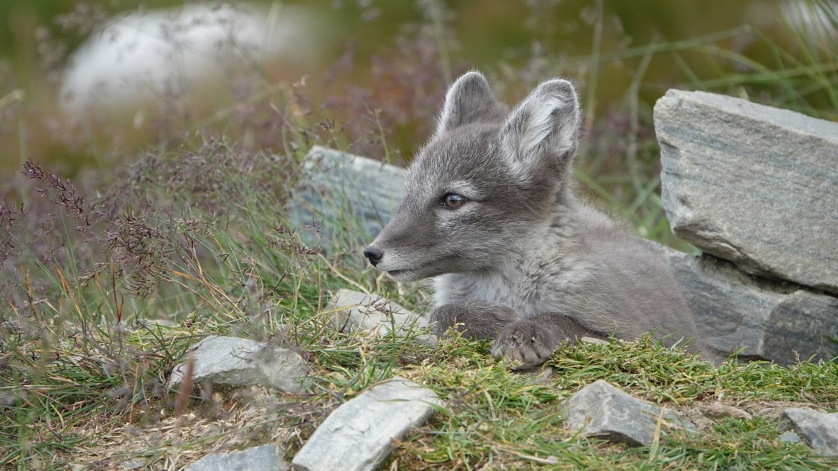 31 fjellrevunger vaksinert – første i gangen i verden