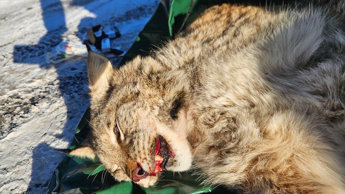 Skjøt gaupe – trodde det var rev