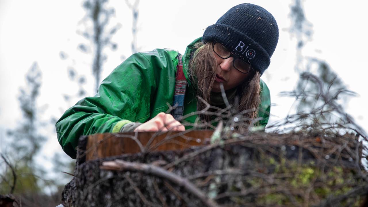 skog vinterbro ulrika jansson