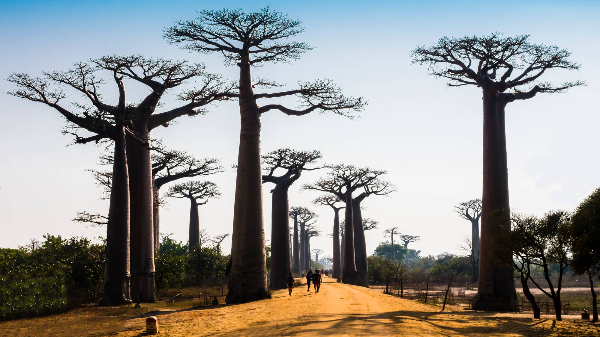 En allé med baobabtrær, Madagaskar.