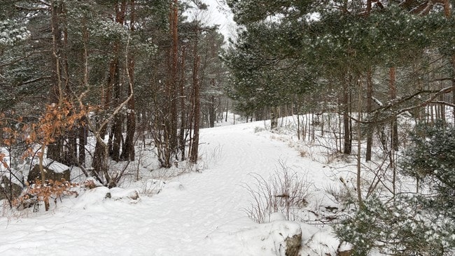 Bildet viser en snødekt sti gjennom en skog med høye grantrær. Snøen daler ned, og omgivelsene gir inntrykk av en stille og vinterlig scene. Stien slynger seg gjennom snøen, omkranset av trær og busker. Det er ingen mennesker synlige i bildet. (Bildebeskrivelsen er laget av en KI-tjeneste)