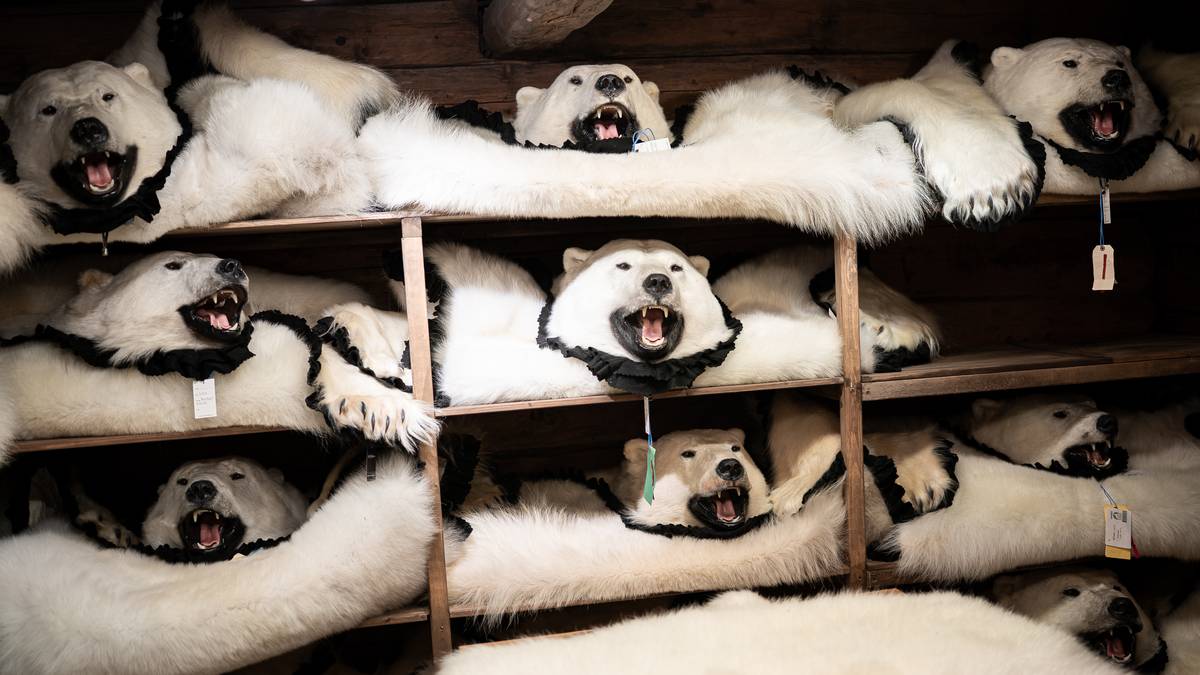 Isbjørnjakt er totalforbode i Noreg – likevel finst det ein millionmarknad bak lukka dører