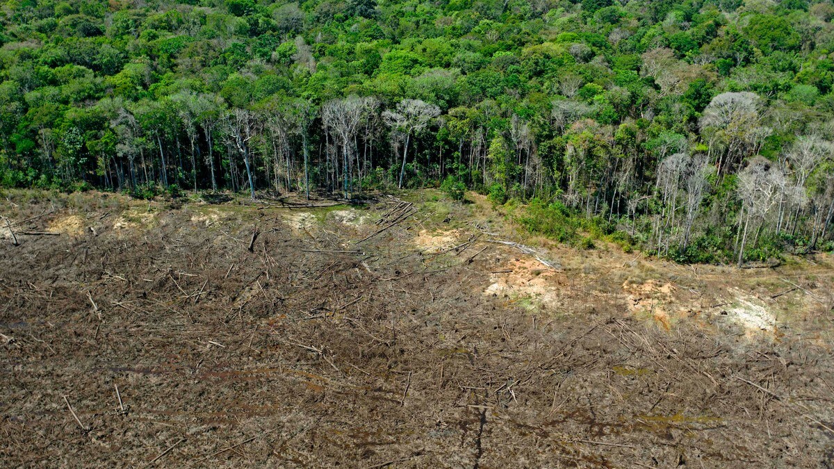 Avskogingen øker i Amazonas