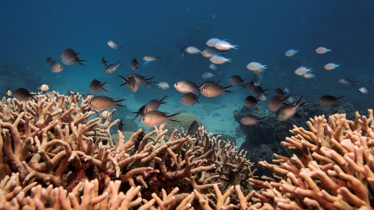 UN wants Great Barrier Reef on danger list – NRK Urix – Foreign news and documentaries