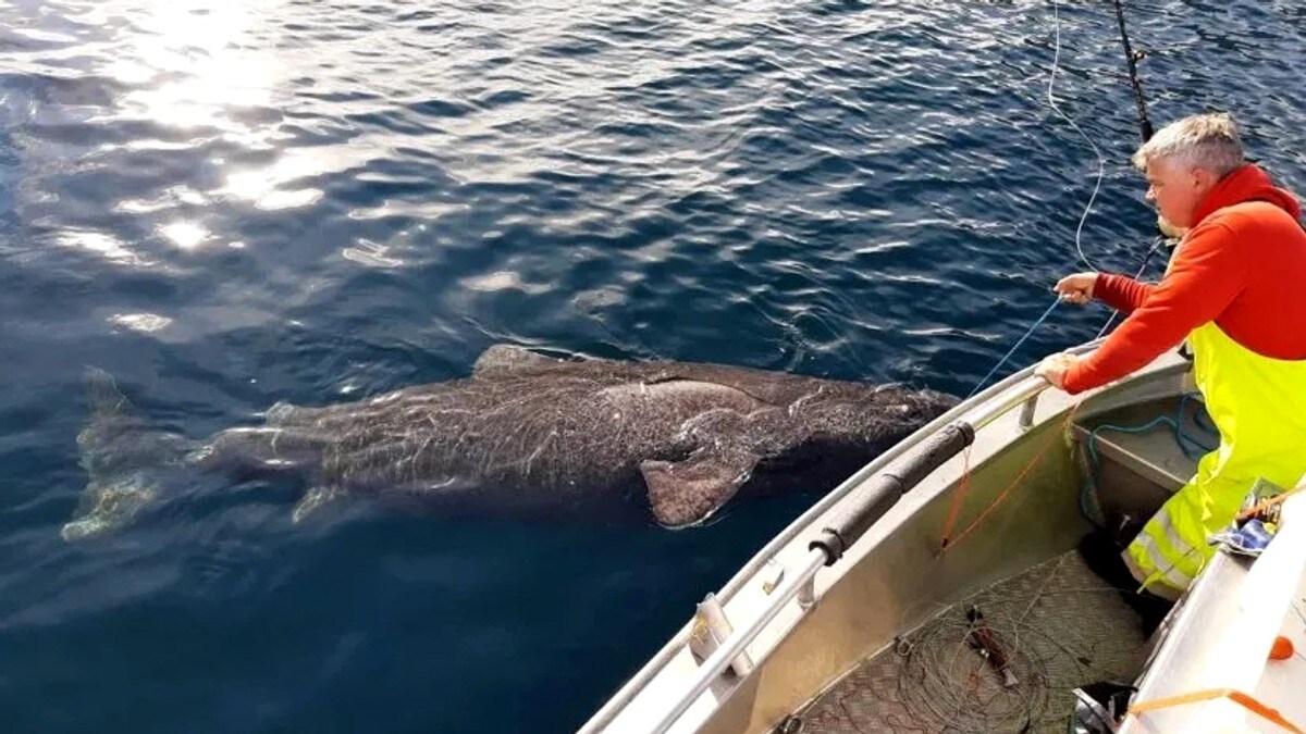 Kompisgjeng fikk hai på 736 kilo på kroken