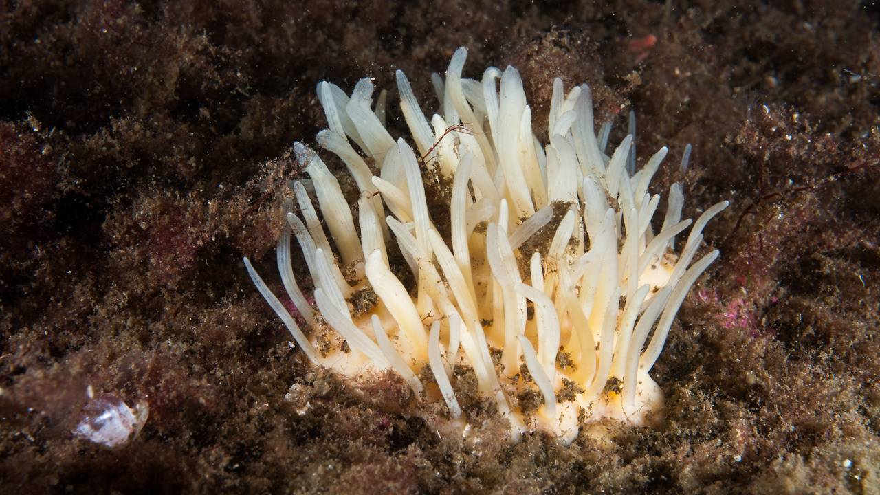 Polymastia Svenseni - den hvite svampen som vokser i havet