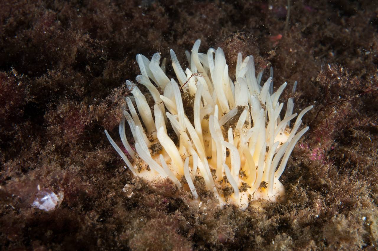 Polymastia Svenseni - den hvite svampen som vokser i havet
