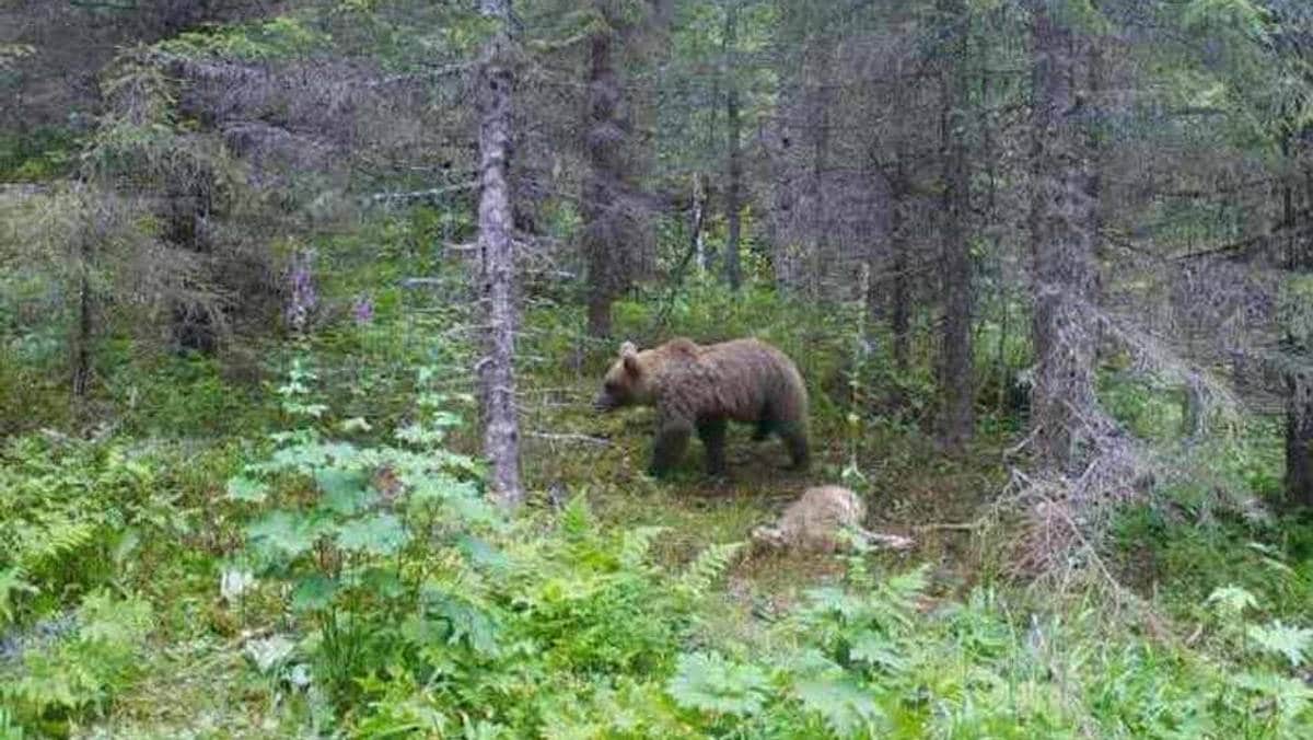 Bjørnefelling på Snåsa skaper storm i kommentarfeltet