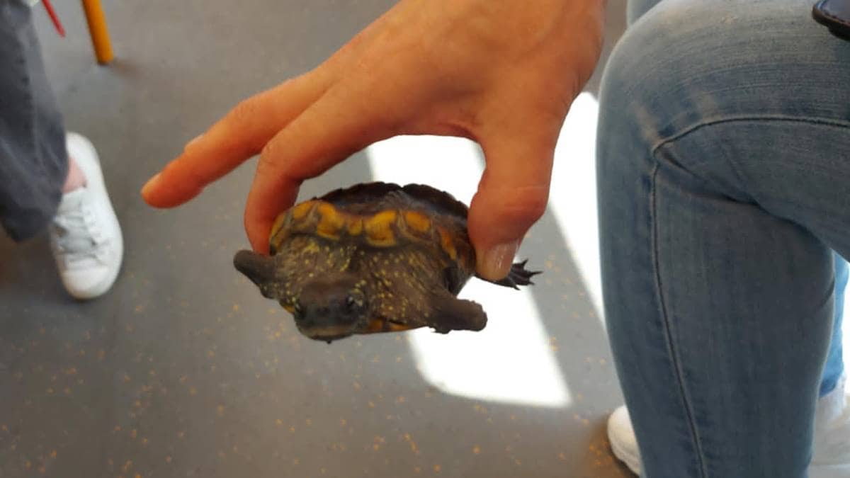 Fant skilpadde på T-banen