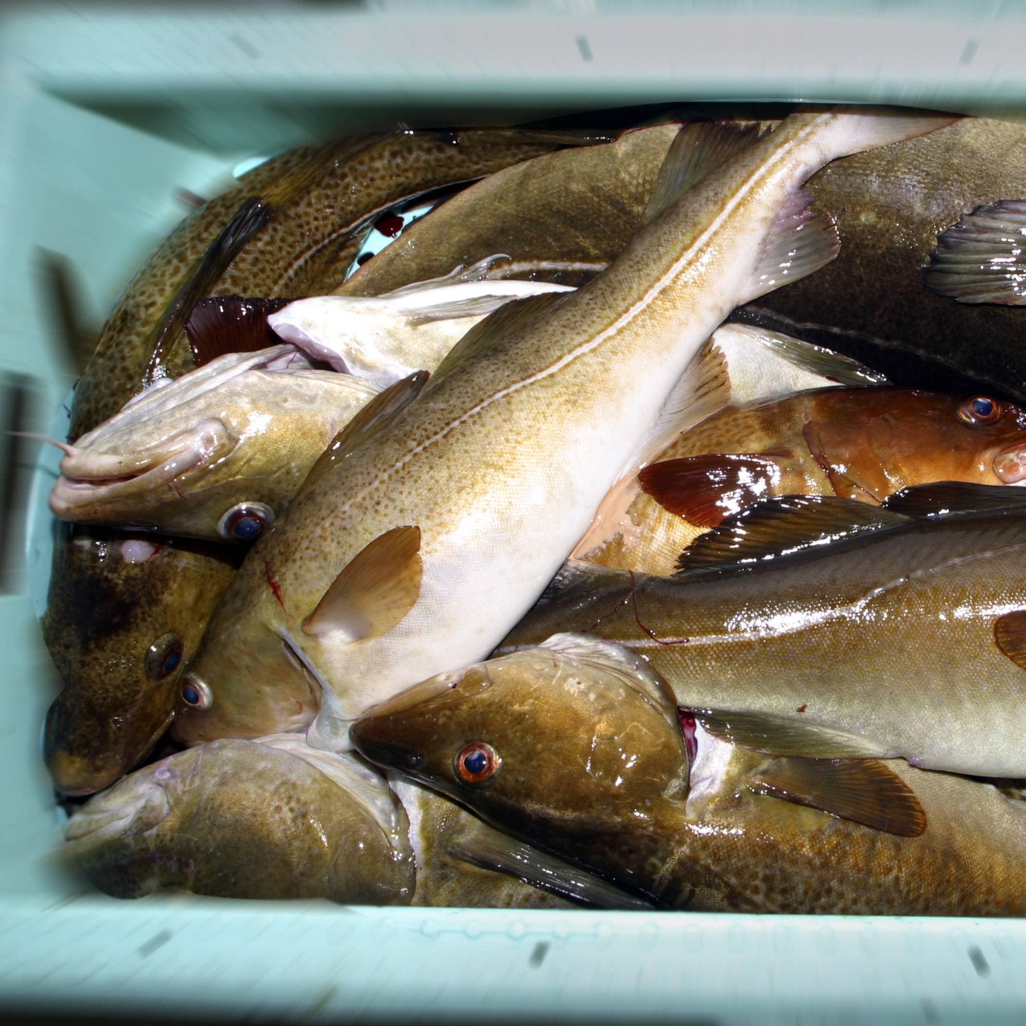 Ulik fisk ligger i en kasse. 