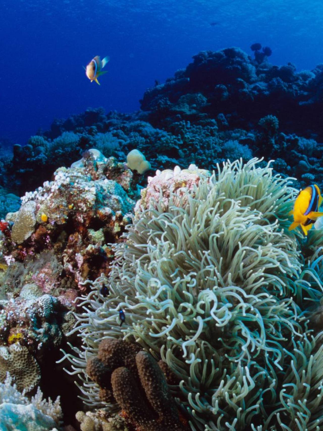Korallrev i Palau