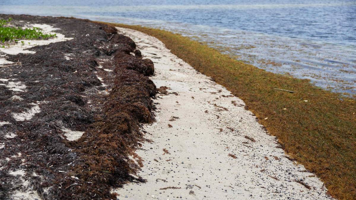 Rekordstore mengder stinkende tang truer strendene i Florida og Karibia