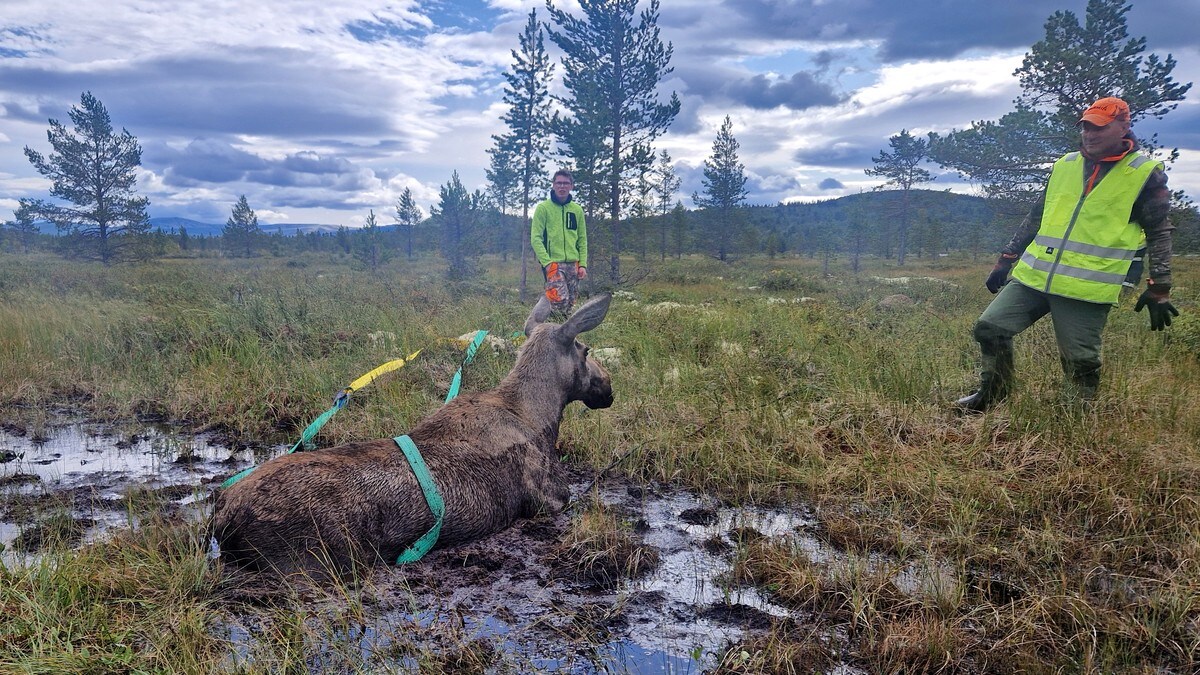 Rå, fysisk kraft måtte til for å redde elgkua