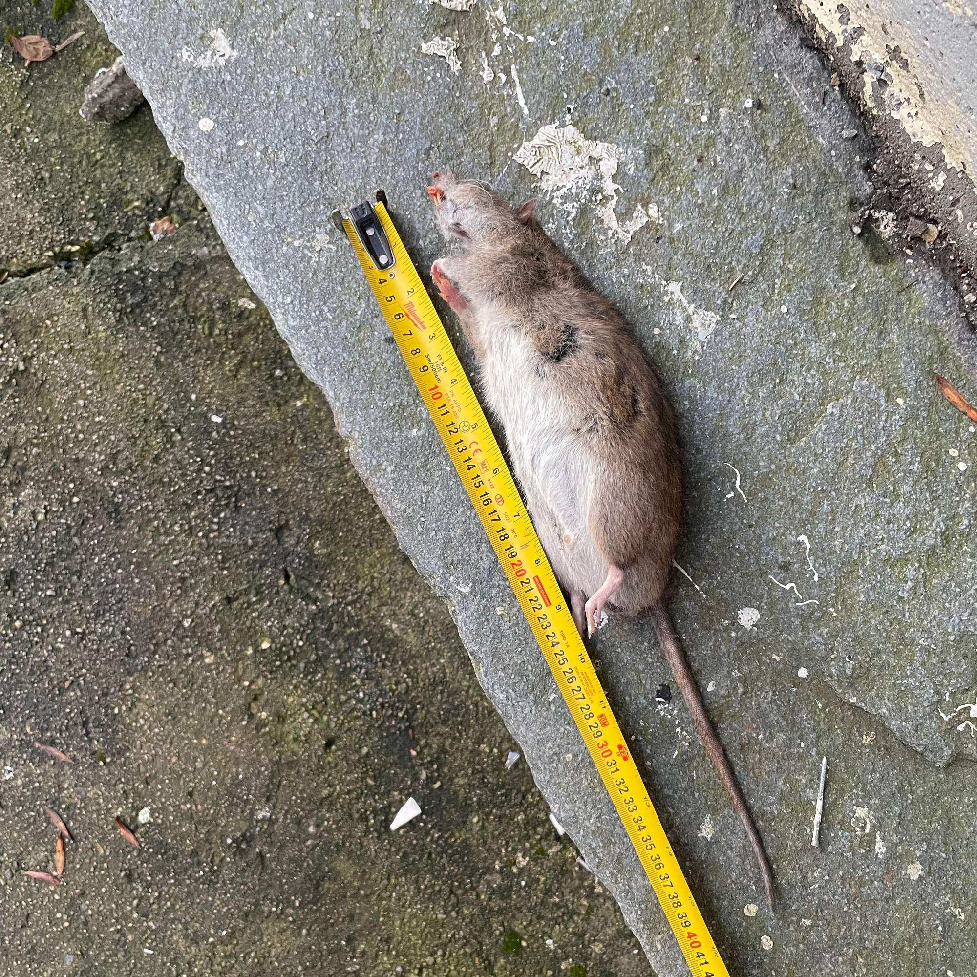 En rotte som måles med en tommestokk
