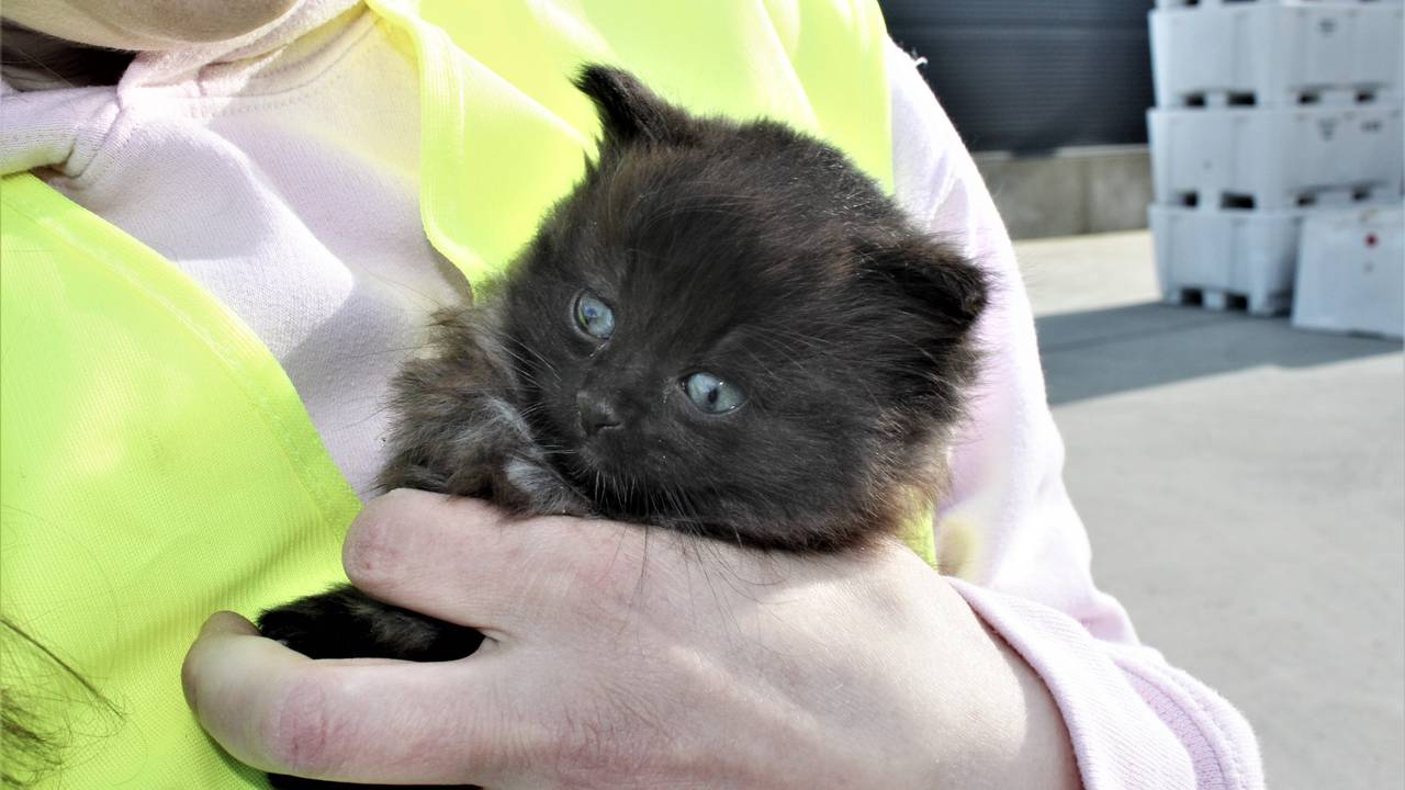Dyrebeskyttelsen hentet 17 katter fra Værøy.