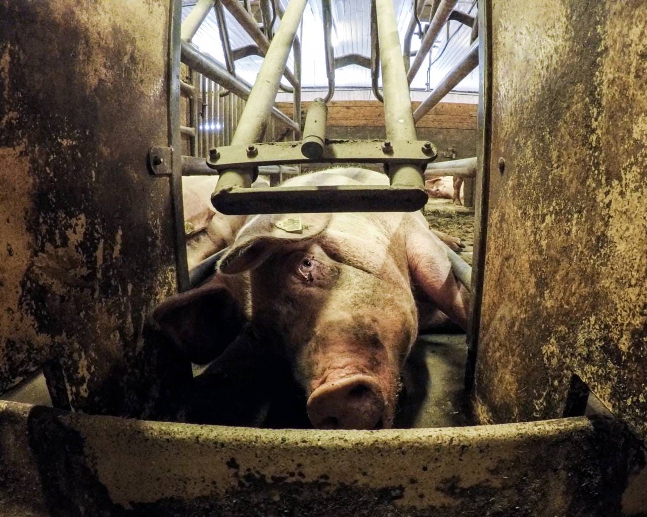 Bilde fra «Griseindustriens hemmeligheter»