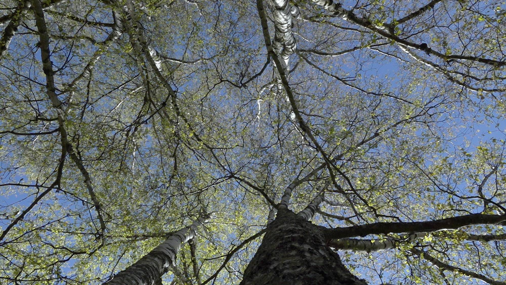 Sett oppefra mot himmelen, viser bildet trestammer og grener fra trær med lysegrønt løv. De tynne greinene danner et komplekst nettverk mot den klare blå himmelen. Tretoppene strekker seg oppover og utover, med greiner som dekker store deler av synsfeltet. Bildet er tatt fra et lavt perspektiv, rett opp mot himmelen. (Bildebeskrivelsen er laget av en KI-tjeneste)