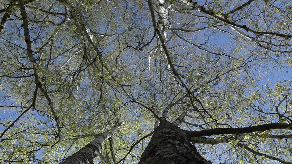Pollenallergi kostar samfunnet milliardar