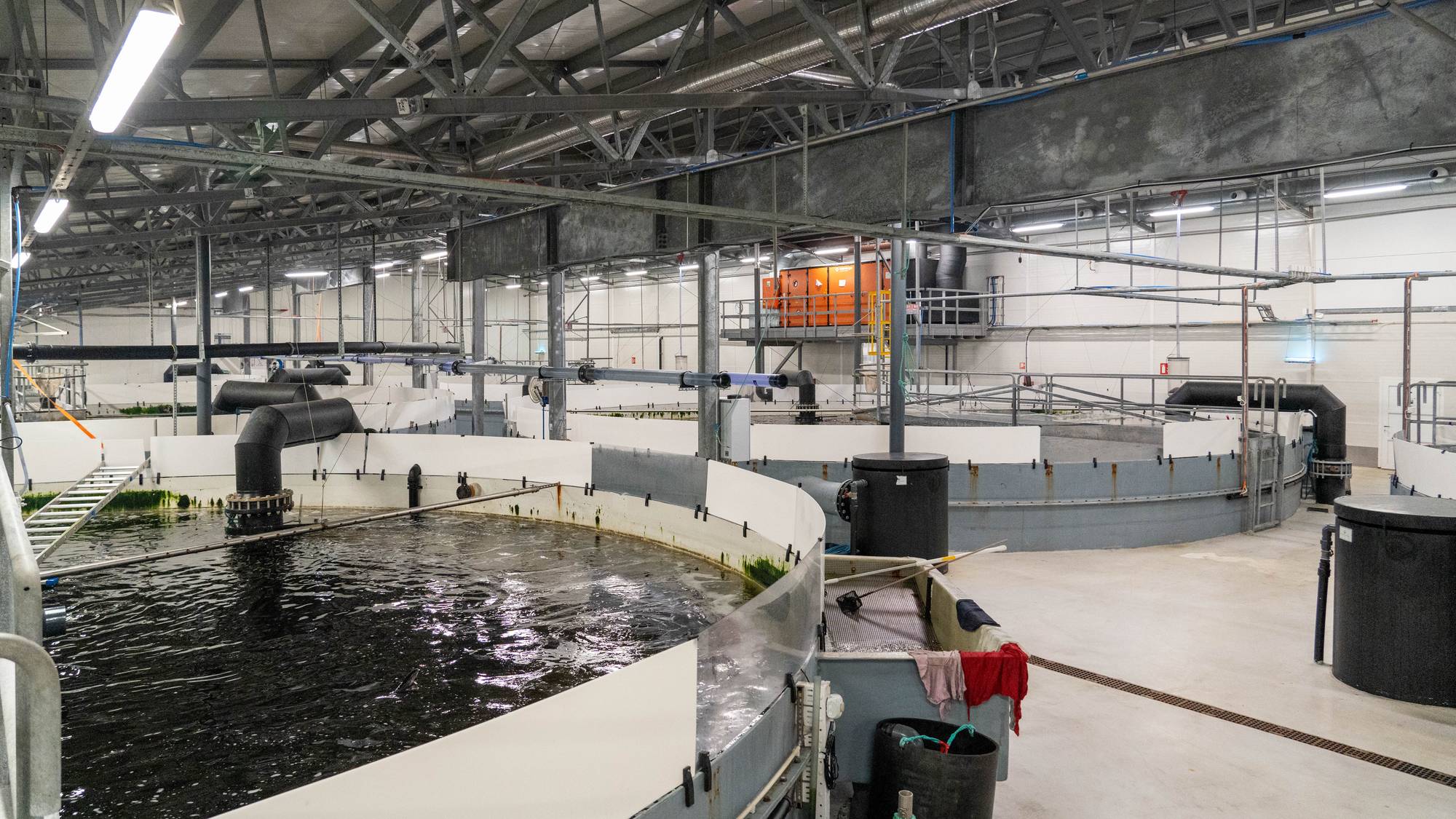 Grieg Seafood Skal Styrke Selskapet Selger Smoltanlegg I Finnmark 