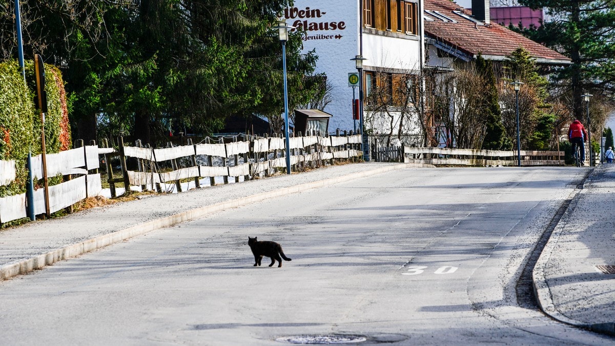 Spansk by forbyr halloween-adopsjoner av svarte katter