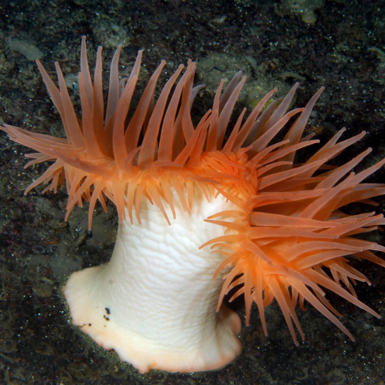 Korallrev Kjølvikskorpene