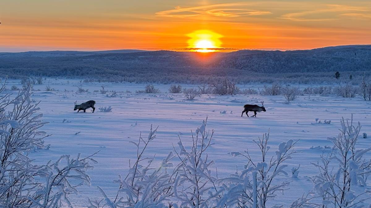 Beitekrise for 147.000 rein