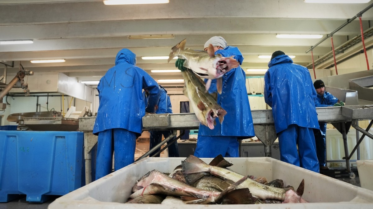 2025 ble tidenes beste år for norsk sjømateksport – dårlig nytt for kundene