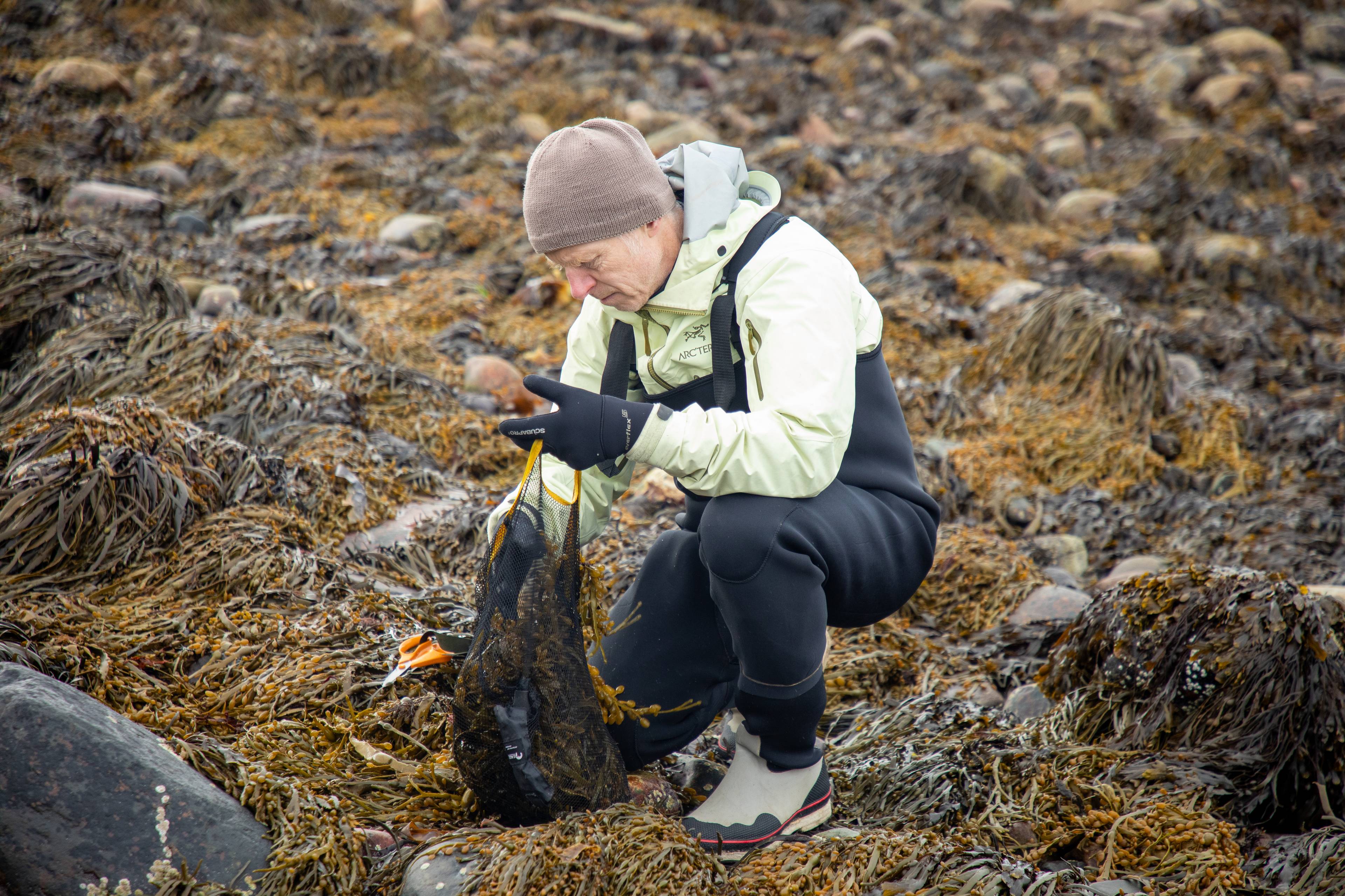 En mann i vadere og en beige lue plukker tang på en steinstrand. Han holder en nettpose med tang i den ene hånden. Bak ham ligger det mye tang og steiner.