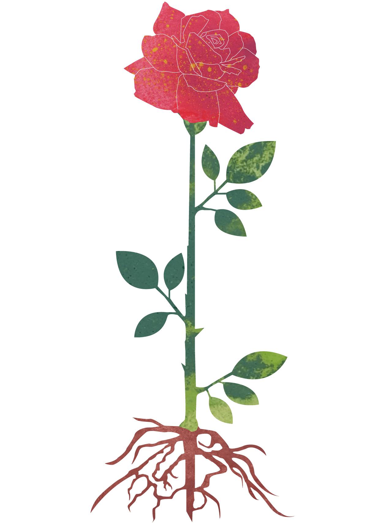 Rosen er ferdig utsprunget