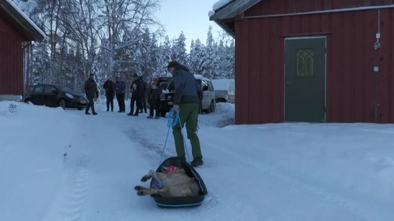 Tispa til Elgåulven fraktes på akebrett til bilen som skal flytte ulveparet til Østfold