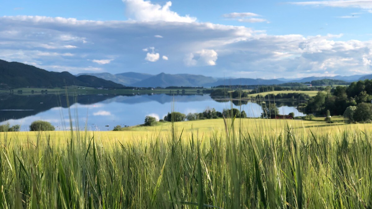 Matsikkerheten i Norge er truet, og det handler ikke bare om korn