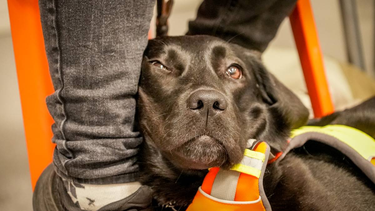 Førarhundens dag – dette bør du vite
