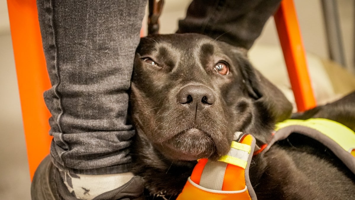 I dag er f&oslash;rarhundens dag