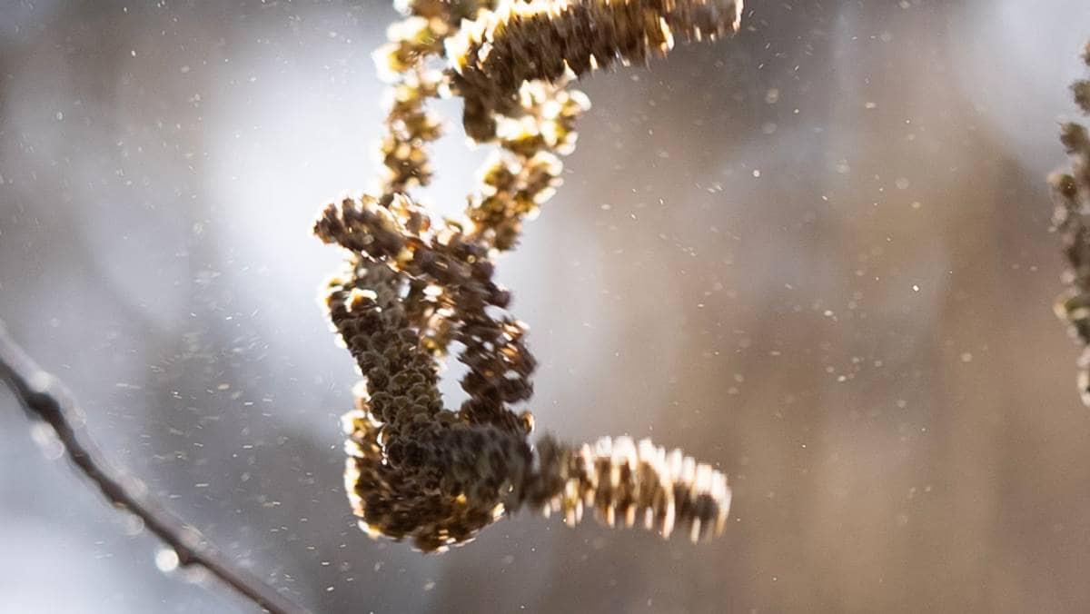Pollensesongen er her: Stadig flere blir allergisk