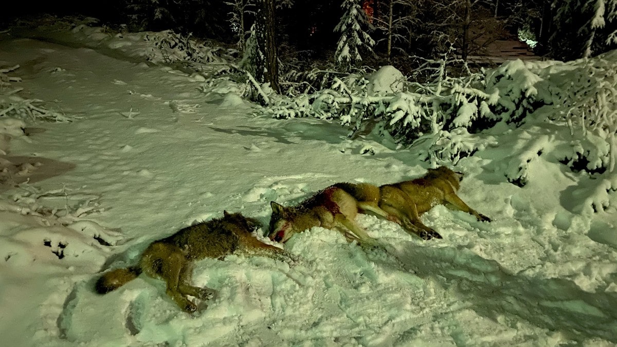 Lisensjakt på ulv er i gang: Tre ulver felt i Åsnes