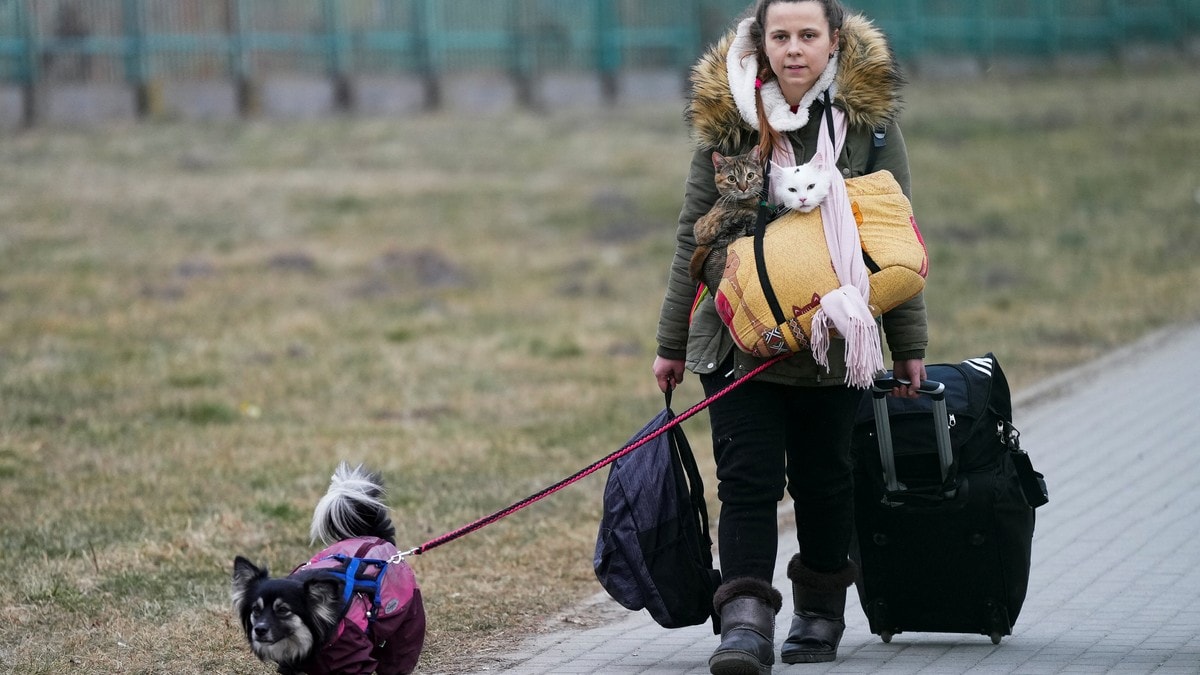 87 kjæledyr fra Ukraina er i karantene i Norge – frykter smittsomme sykdommer