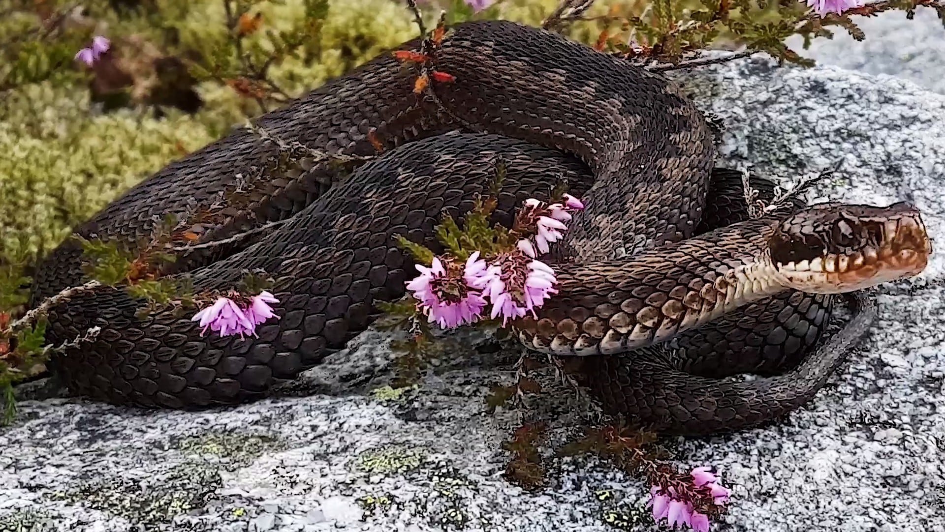 Sjekk Denne Enorme Hoggormen Nrk Rogaland Lokale Nyheter Tv Og Radio