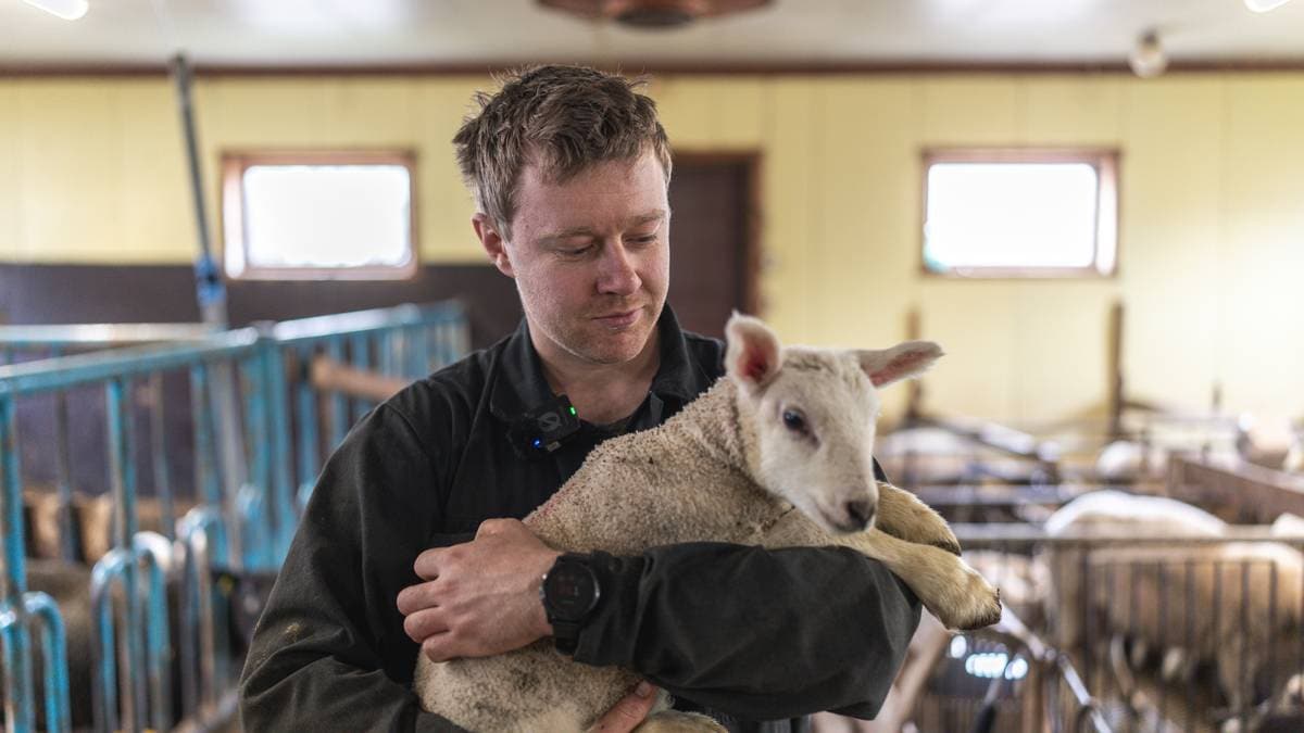– Ikke artig å vite at de mest sannsynlig havner i kjeften på et rovdyr